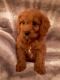 Cavapoo Puppies for sale in Lancaster, MO 63548, USA. price: $1