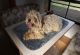 Cavapoo Puppies for sale in Dayton, OH, USA. price: NA