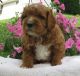 Cavapoo Puppies for sale in New Providence, PA 17560, USA. price: NA