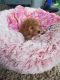Cavapoo Puppies for sale in Beaver County, PA, USA. price: NA