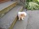 Cavapoo Puppies for sale in Lagrange, OH 44050, USA. price: NA