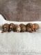 Cavapoo Puppies for sale in Texas Medical Center, Houston, TX 77030, USA. price: $650