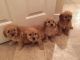 Cavapoo Puppies for sale in Waldorf, MD, USA. price: $700