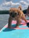 Cavapoo Puppies for sale in Hudson Valley, NY, USA. price: NA