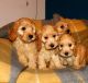 Cavapoo Puppies for sale in Waldorf, MD, USA. price: $800