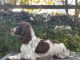 Cavapoo Puppies for sale in Florence, OR 97439, USA. price: NA