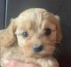 Cavapoo Puppies for sale in Evanston, WY 82930, USA. price: $1,700