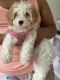 Cavapoo Puppies for sale in Trumbull, CT 06611, USA. price: $1,800
