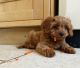 Cavapoo Puppies for sale in Louisiana, MO 63353, USA. price: $1,000