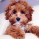 Cavapoo Puppies for sale in Walled Lake, MI 48390, USA. price: NA