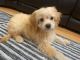 Cavapoo Puppies for sale in Brentwood, TN 37027, USA. price: NA
