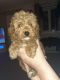 Cavapoo Puppies for sale in Greenville, SC, USA. price: $400
