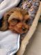 Cavapoo Puppies for sale in Oakland, CA, USA. price: NA