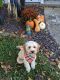 Cavapoo Puppies for sale in Marion, IL, USA. price: NA