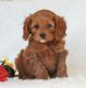Cavapoo Puppies for sale in St. Louis, MO, USA. price: NA