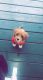 Cavapoo Puppies for sale in Athens, GA, USA. price: NA