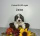 Cavapoo Puppies for sale in Sturgis, MI 49091, USA. price: NA