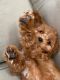 Cavapoo Puppies for sale in Orange County, CA, USA. price: NA