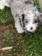 Cavapoo Puppies for sale in NJ-41, Deptford Township, NJ, USA. price: $1,700