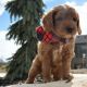 Cavapoo Puppies for sale in Los Gatos, CA, USA. price: NA