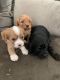 Cavapoo Puppies for sale in Evanston, WY 82930, USA. price: NA