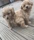 Cavapoo Puppies for sale in 2364 McCulloh St, Baltimore, MD 21217, USA. price: $900