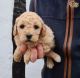 Cavapoo Puppies for sale in 2364 McCulloh St, Baltimore, MD 21217, USA. price: NA