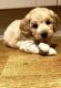Cavapoo Puppies for sale in Alexandria, VA, USA. price: $950