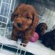 Cavapoo Puppies for sale in San Angelo, TX, USA. price: NA