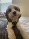 Cavapoo Puppies for sale in Bloomingdale, NJ 07403, USA. price: $150