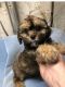 Cavapoo Puppies for sale in Greenfield, WI, USA. price: $1,000