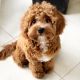 Cavapoo Puppies for sale in 3741 Adobe Dr, Palmdale, CA 93550, USA. price: NA