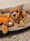 Cavapoo Puppies for sale in Madison, WI 53717, USA. price: $2,000