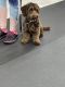 Cavapoo Puppies for sale in Edgewater, NJ 07020, USA. price: NA