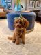 Cavapoo Puppies for sale in Annapolis, MD, USA. price: NA