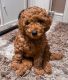 Cavapoo Puppies for sale in Markham, ON, Canada. price: NA