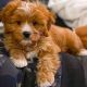Cavapoo Puppies for sale in Terminal 2, 1 World Way, Los Angeles, CA 90045, USA. price: NA