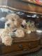 Cavapoo Puppies for sale in Dallas, TX, USA. price: $1,800