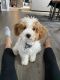 Cavapoo Puppies for sale in Wadsworth, OH 44281, USA. price: NA