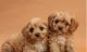 Cavapoo Puppies for sale in San Jose, CA, USA. price: $965