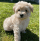Cavapoo Puppies for sale in Modesto, CA, USA. price: NA