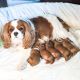 Cavapoo Puppies for sale in Myrtle Beach, SC, USA. price: NA