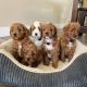 Cavapoo Puppies for sale in San Antonio, TX, USA. price: NA