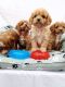 Cavapoo Puppies for sale in Birmingham, AL, USA. price: $680