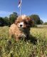 Cavapoo Puppies for sale in Minneapolis, MN, USA. price: $800