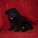 Cavapoo Puppies for sale in Fort Scott, KS 66701, USA. price: NA