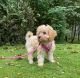 Cavapoo Puppies for sale in Knoxville, TN, USA. price: NA