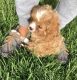 Cavapoo Puppies for sale in Corpus Christi, TX, USA. price: NA