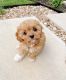 Cavapoo Puppies for sale in Louisville, KY, USA. price: $800