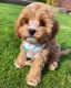 Cavapoo Puppies for sale in 53 Eldred St, Lexington, MA 02420, USA. price: NA